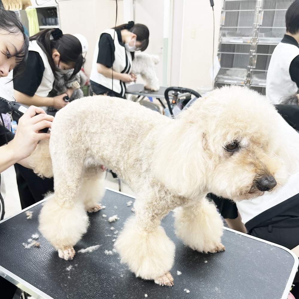 ２年生はお客様の愛犬をトリミング♪①